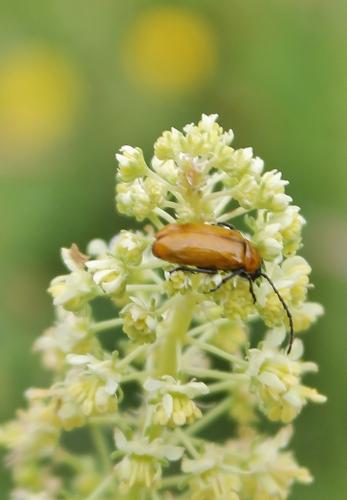 Réf. 261 010 : Exosoma lusitanicum